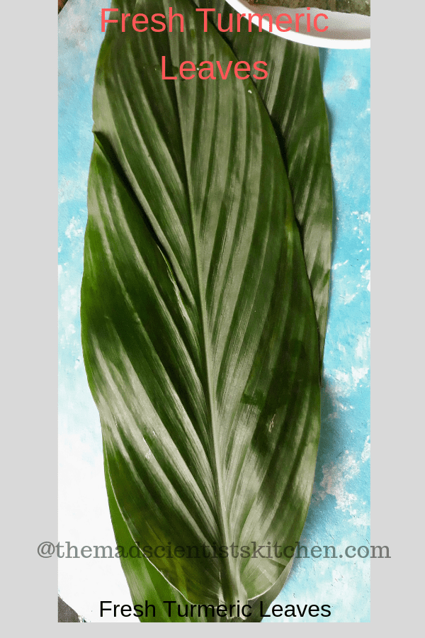 fresh turmeric leaves