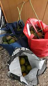 Sacks of Mangoes Fresh Plucked