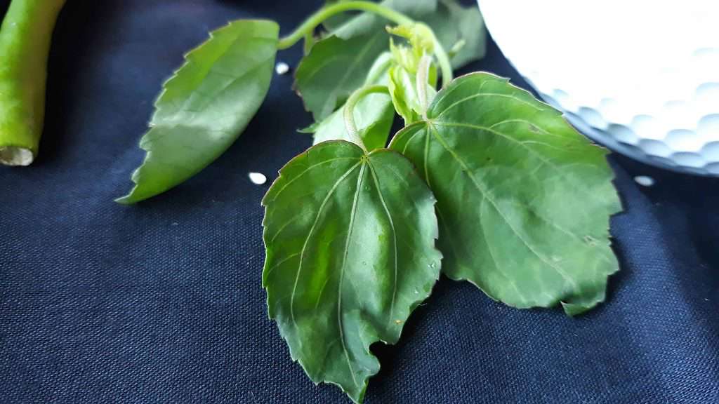 Tender Gongura Leaf, Pundi Playa