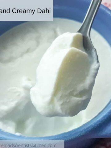 Homemade Indian Yogurt, Dahi