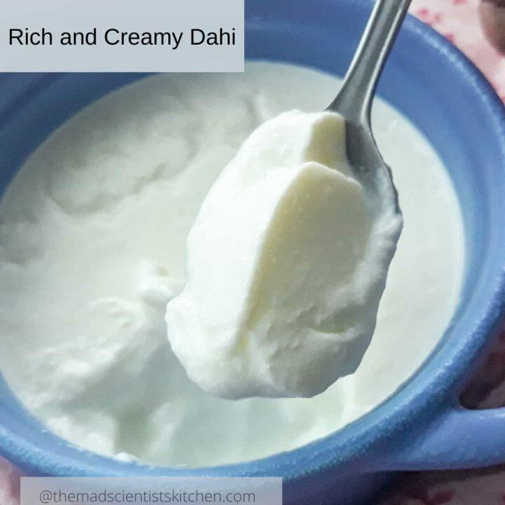 Homemade Indian Yogurt Dahi Recipe The Mad Scientists Kitchen